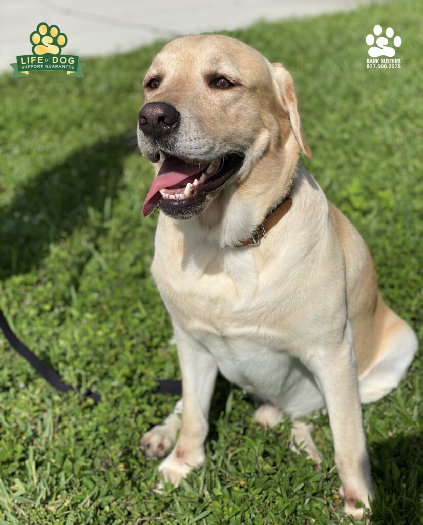 Mo the 3-year-old #labrador had a great lesson today learning to be calm inside and on leash. #liveahappierlifetogetherwithyourdog #speakdogchangeyourlife #fortmyersk9 @fortmyersk9 fortmyersk9.com