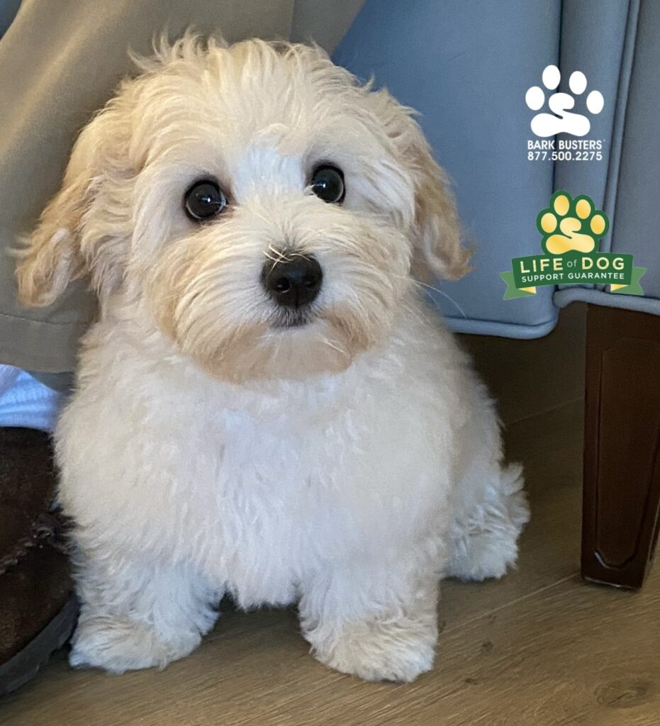 Bella #coton #cotondetulear had a great puppy lesson today @shellpointretirementcommunity #liveahappierlifetogetherwithyourdog #speakdogchangeyourlife #fortmyersk9 @fortmyersk9 fortmyersk9.com