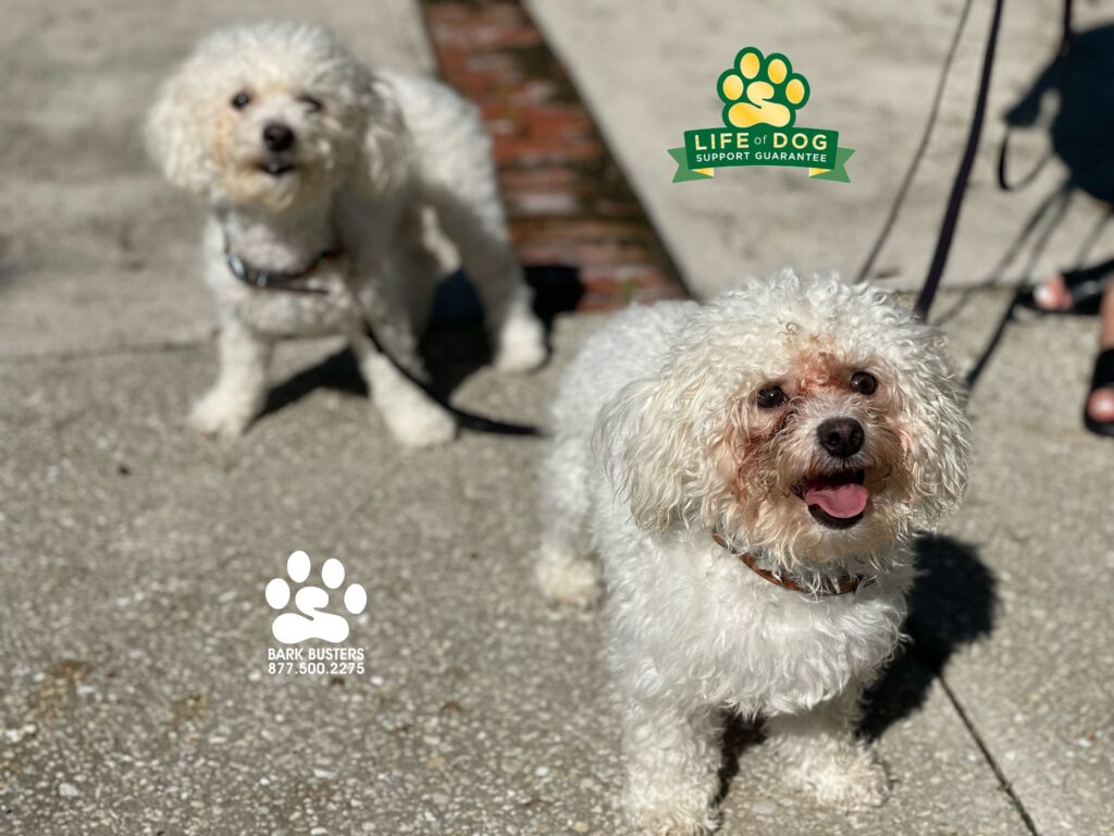 Peanut and Bean #bichonpoo had a great lesson today learning to be calm greeting people at the door and walking on leash. #liveahappierlifetogetherwithyourdog #speakdogchangeyourlife #fortmyersk9 @fortmyersk9 fortmyersk9.com