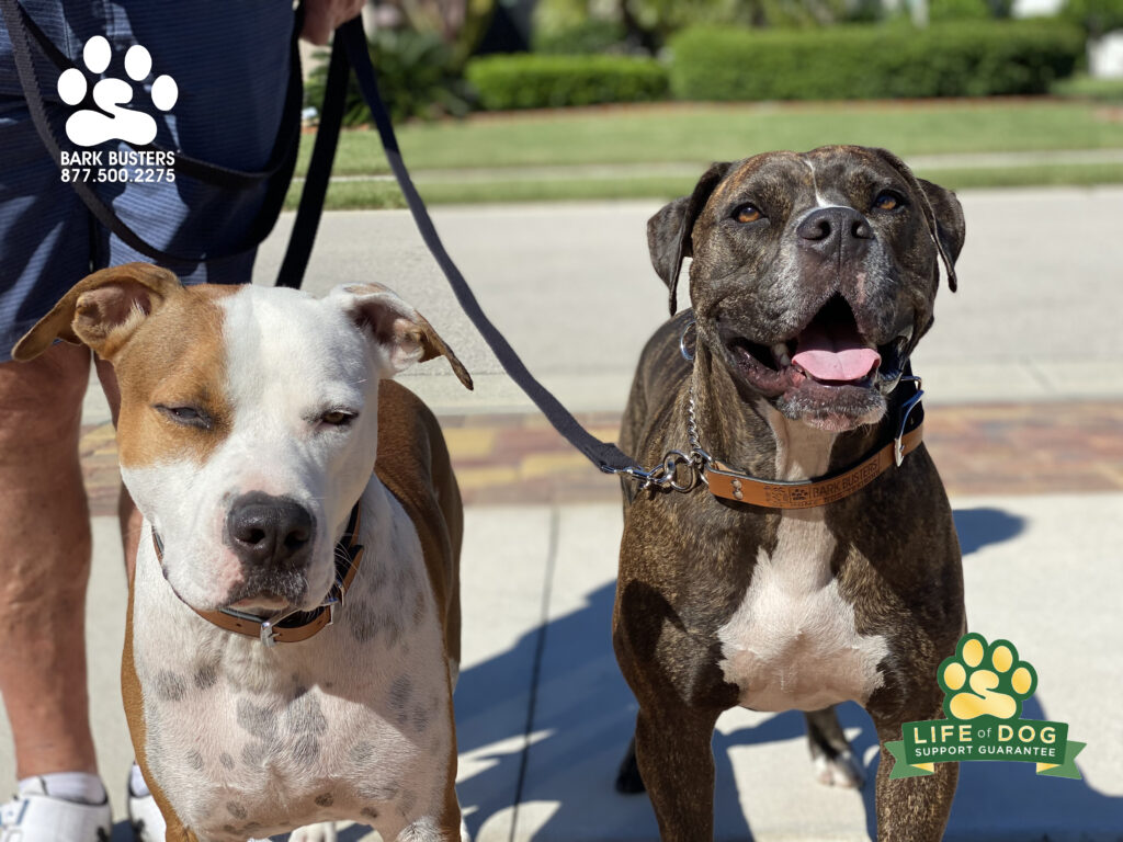 Jackson #houndmix and Cara #boxermix crushed their lesson and answered an important question as they did so! How do you walk two large dogs? Answer: With #barkbusters and #fortmyersk9 and with ease! #liveahappierlifetogetherwithyourdog #speakdogchangeyourlife @fortmyersk9 fortmyersk9.com