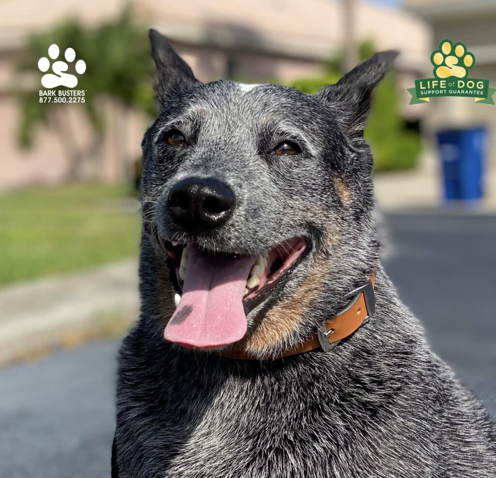 Nash #blueheeler #australiancattledog is a proper bloke! Good on ya mate! #liveahappierlifetogetherwithyourdog #speakdogchangeyourlife #fortmyersk9 @fortmyersk9 fortmyersk9.com