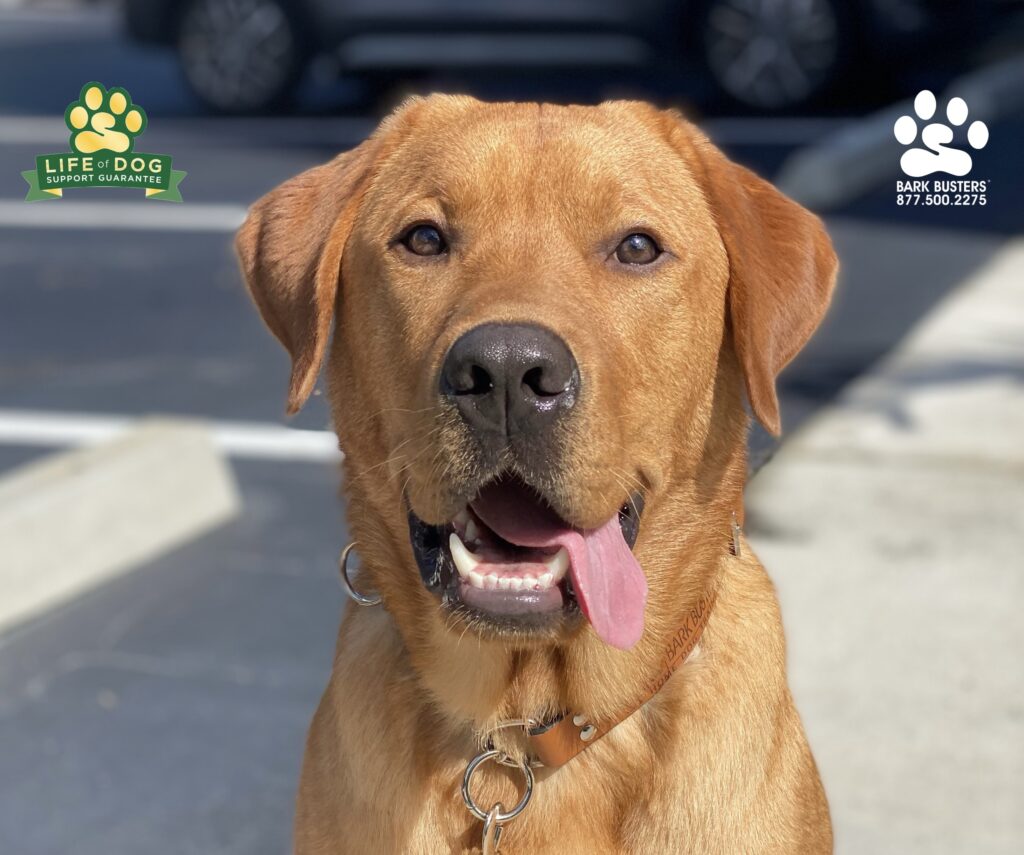 Kona crushed it today. He learned to not pull or lunge of the leash and to properly answer the front door. #redlabrador #labrador #labradorretriever #speakdogchangeyourlife #liveahappierlifetogetherwithyourdog #fortmyersk9 @fortmyersk9 fortmyersk9.com