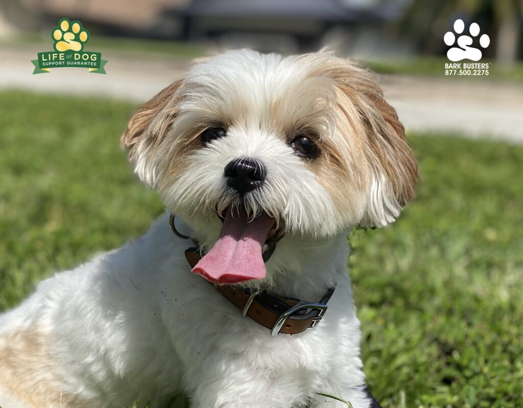 Teddy a #shorkie went from barking and nipping to chilling and vibing. #speakdogchangeyourlife #liveahappierlifetogetherwithyourdog #fortmyersk9 @fortmyersk9 fortmyersk9.com