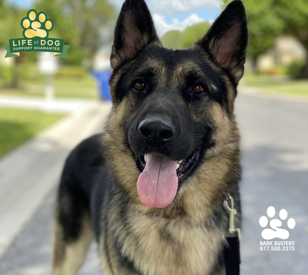 Rennie a #gsd #germanshepherd crushed his lesson today and so did his parents. #liveahappierlifetogetherwithyourdog #speakdogchangeyourlife #fortmyersk9 @fortmyersk9 fortmyersk9.com