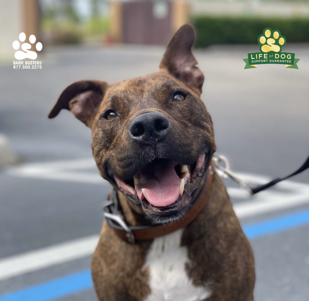 Cookie 🍪 served up delicious behavior today. #liveahappierlifetogetherwithyourdog #speakdogchangeyourlife #pibble #pitbull @fortmyersk9 fortmyersk9.com