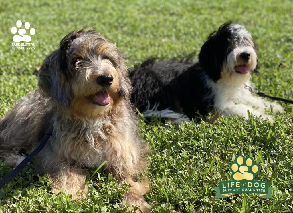 Pepper & Louie #minibernedoodle #bernedoodle got their parents trained up! #speakdogchangeyourlife #liveahappierlifetogetherwithyourdog #stoneybrookestero #fortmyersk9 @fortmyersk9 fortmyersk9.com