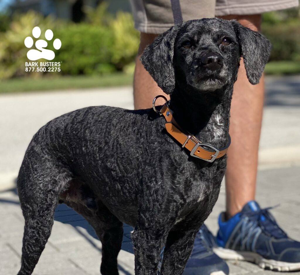 Willy need help chillin’ out greeting people and walking on a loose leash especially seeing other dogs. Done and done! #liveahappierlifetogetherwithyourdog #speakdogchangeyourlife #fortmyersk9 @fortmyersk9 fortmyersk9.com