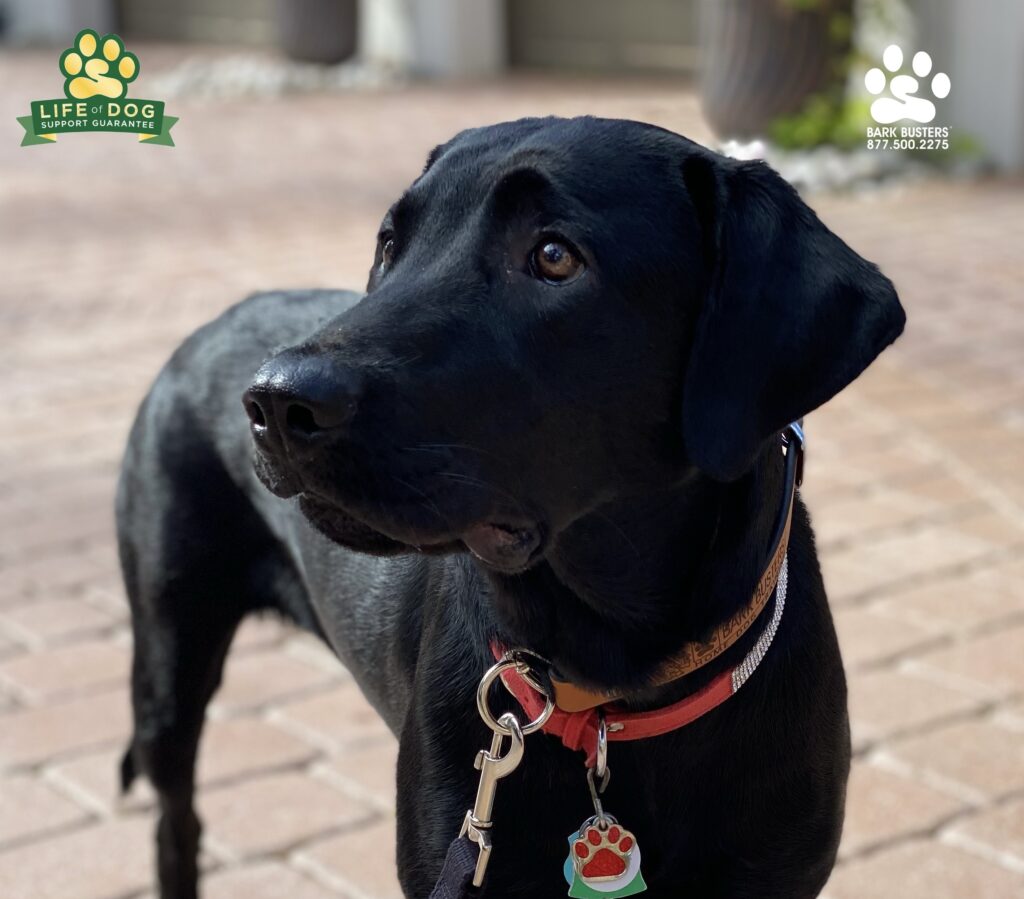 Moxy #labradorretriever had a great lesson crushing front door manners and working on leash manners. #liveahappierlifetogetherwithyourdog #speakdogchangeyourlife #fortmyersk9 @fortmyersk9 fortmyersk9.com