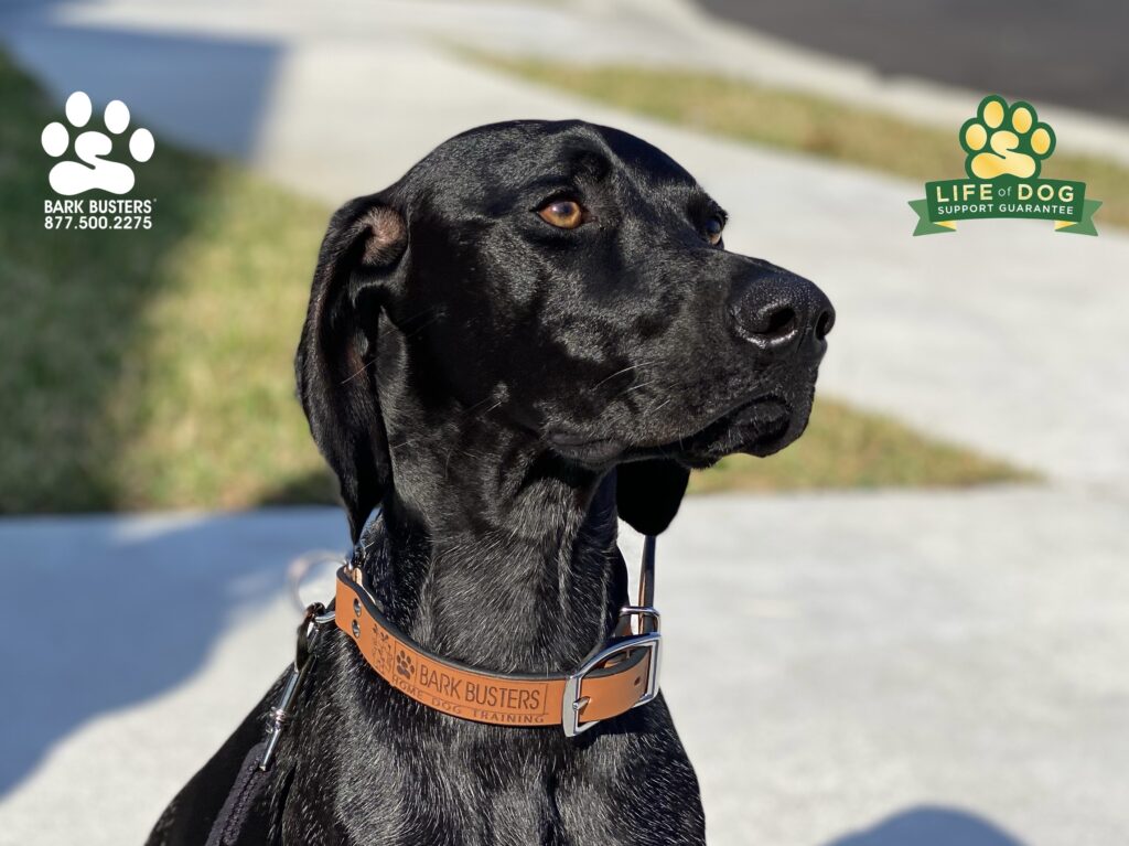 Ruby #germanshorthairedpointer was AMAZING today. See and hear for yourself! #liveahappierlifetogetherwithyourdog #speakdogchangeyourlife #fortmyersk9 @fortmyersk9 fortmyersk9.com