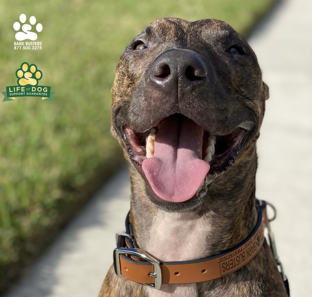 Nacho #houndmix crushed loose leash walking and door manners. #liveahappierlifetogetherwithyourdog #speakdogchangeyourlife #fortmyersk9 @fortmyersk9 fortmyersk9.com
