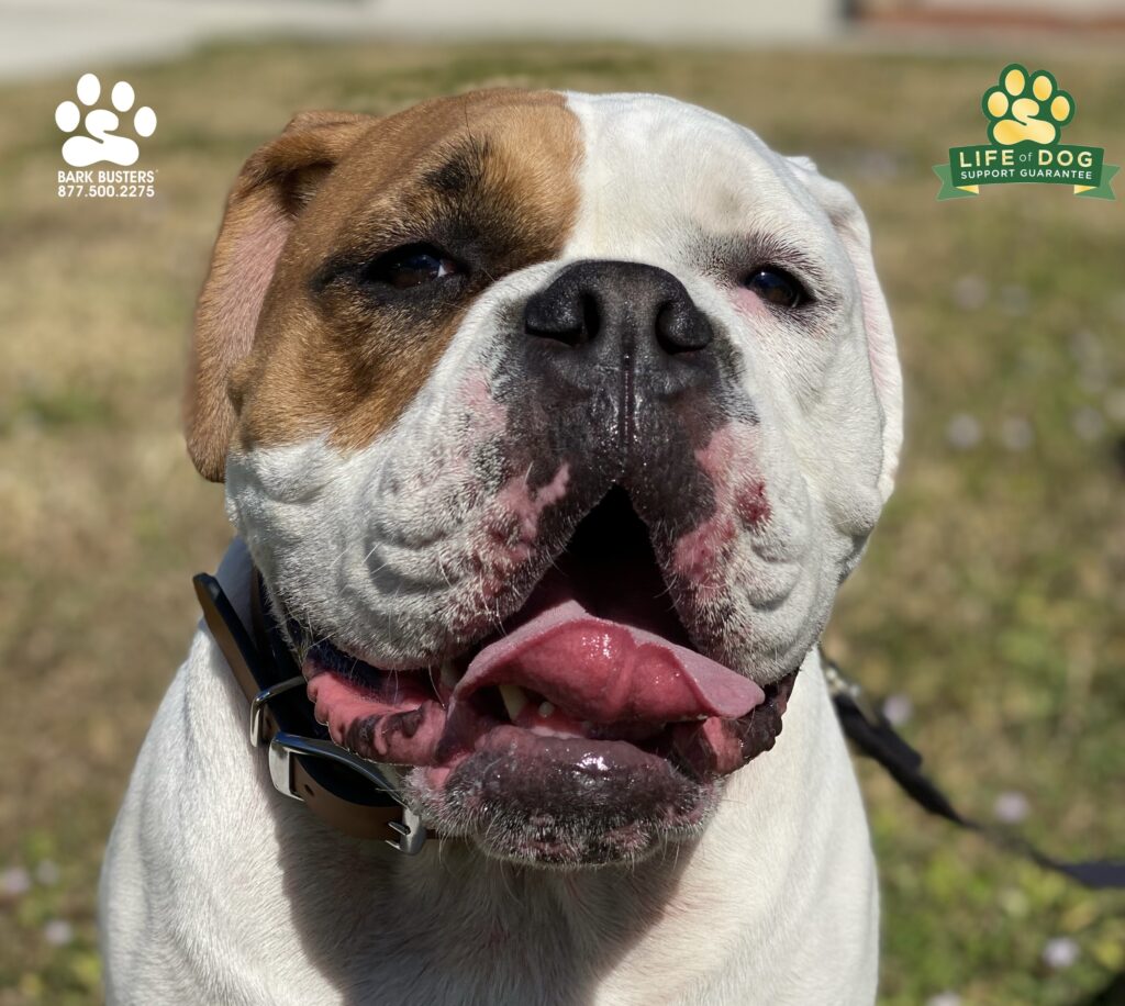 London #oldenglishbulldog crushed her lesson today. #liveahappierlifetogetherwithyourdog #speakdogchangeyourlife #fortmyersk9 @fortmyersk9 fortmyersk9.com