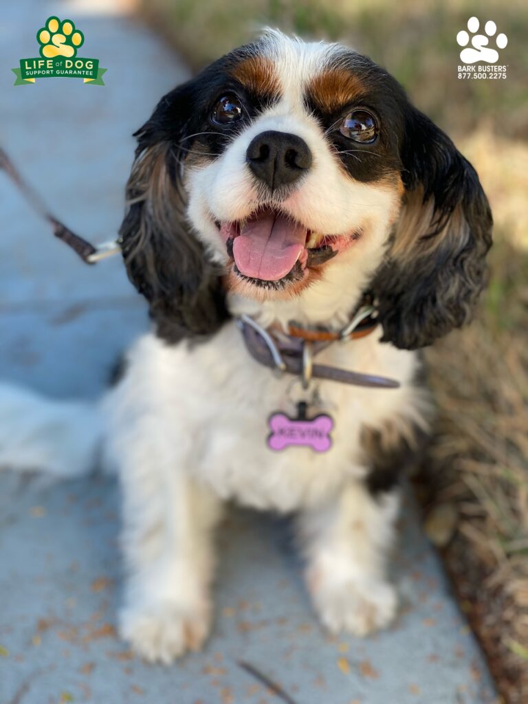Kevin the #cavalierkingcharlesspaniel #cavalier had a great lesson today Re-learning to be calm, and chill so he can take and pass his therapy dog tests so he can go help people. #liveahappierlifetogetherwithyourdog #barkbusters #fortmyersk9 @fortmyersk9 fortmyersk9.com