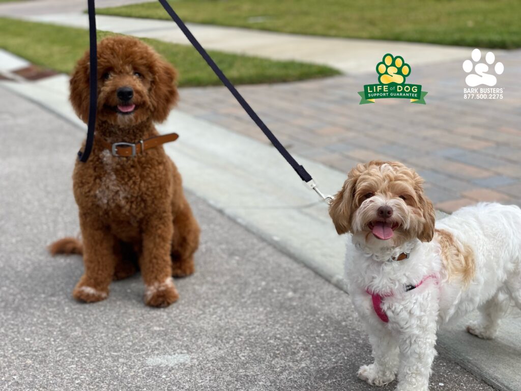 Beethoven #minigoldendoodle #minigroodle and Rosie #poodlemix finally got their parents the training they all needed. #speakdogchangeyourlife #liveahappierlifetogetherwithyourdog #fortmyersk9 @fortmyersk9 fortmyersk9.com