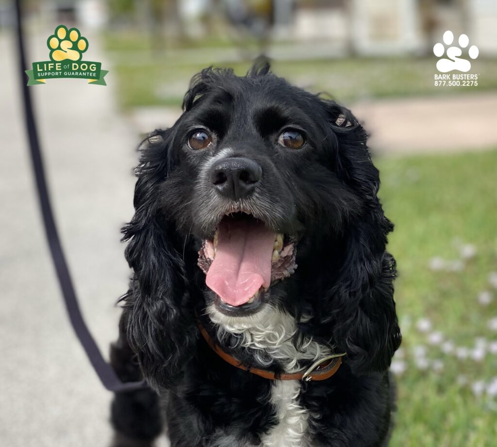 Koda had a great lesson today working on reducing his anxiety, excessive barking, and pulling on the leash. #cockerspaniel #liveahappierlifetogetherwithyourdog #speakdogchangeyourlife #fortmyersk9 @fortmyersk9 fortmyersk9.com