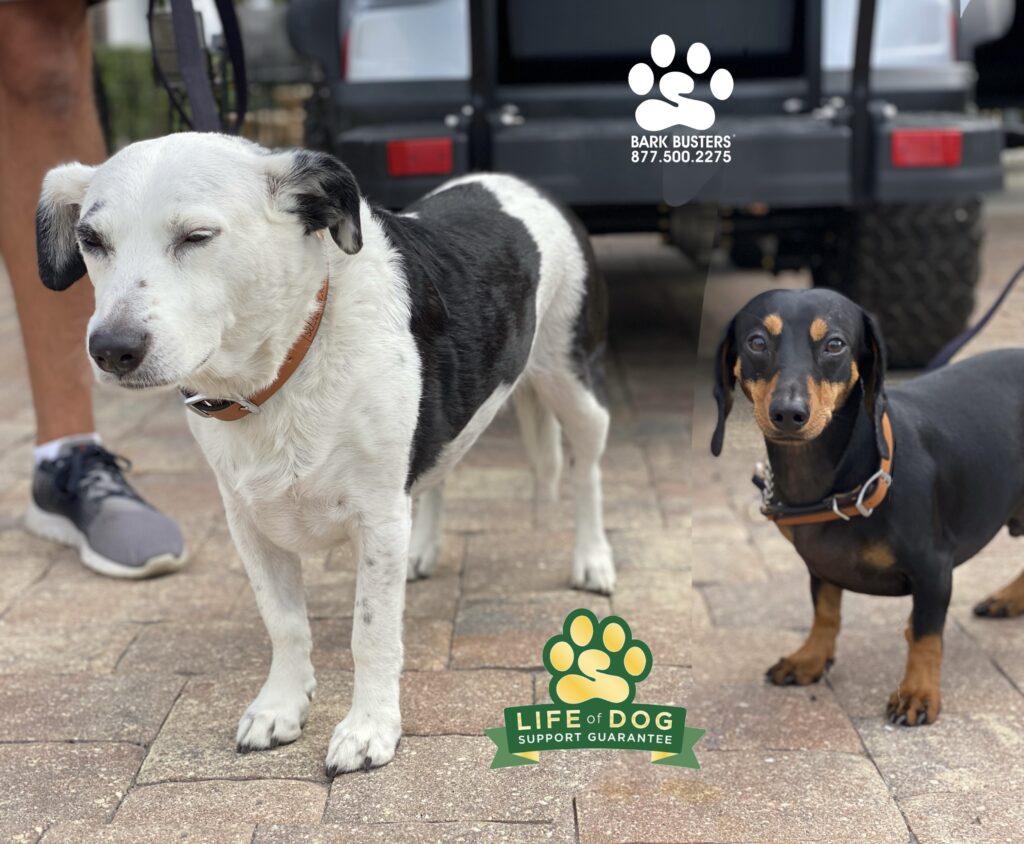 Molly and Tank needed some help adjusting to the RV lifestyle by not barking at everything walking by as well as not pulling on the leash, plus a touch of #separationanxiety #liveahappierlifetogetherwithyourdog #speakdogchangeyourlife #dachshund #bordercolliemix #fortmyersk9 @fortmyersk9 fortmyersk9.com