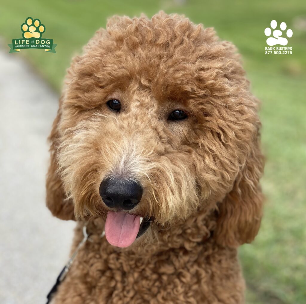 Leo #groodle is so floofy! He crushed it today! #liveahappierlifetogetherwithyourdog #speakdogchangeyourlife #fortmyersk9 @fortmyersk9 fortmyersk9.com