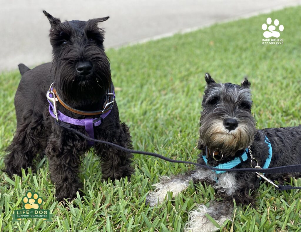 Falco and Benji #miniatureschnauzer toned down the spontaneous and shrieking barking and pulling on the leash. #liveahappierlifetogetherwithyourdog #speakdogchangeyourlife #fortmyersk9 @fortmyersk9 fortmyersk9.com