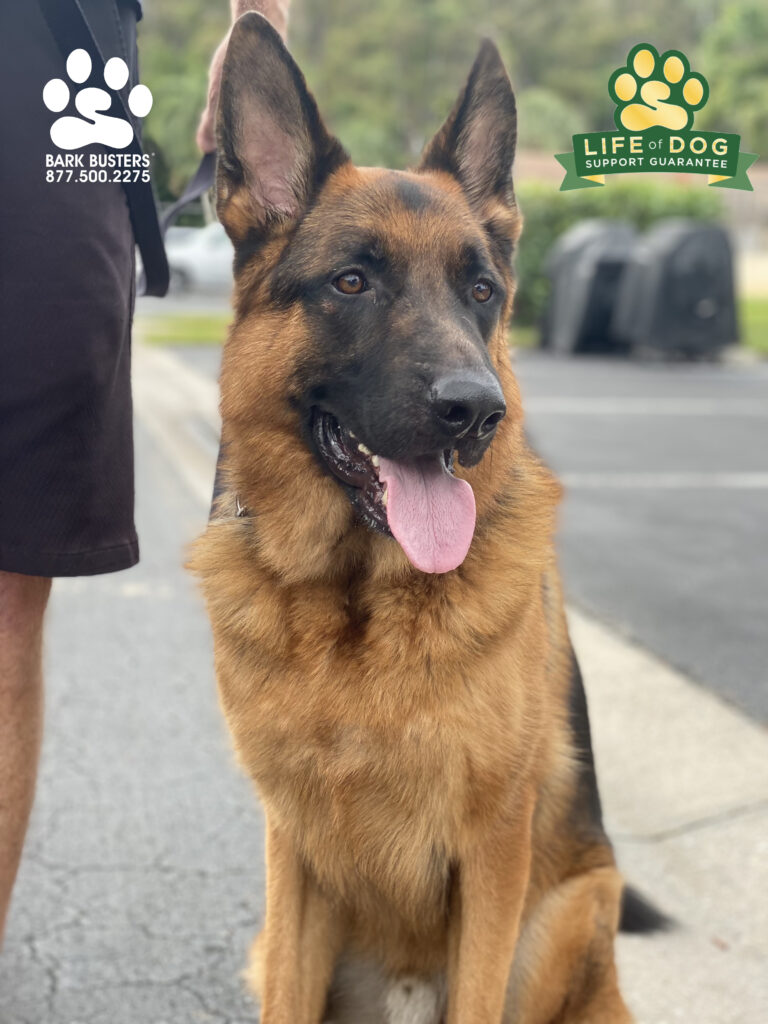 Fergus the #germanshepherddog had a GREAT lesson today learning to be calm inside the home but especially outside on the leash. #speakdogchangeyourlife #liveahappierlifetogetherwithyourdog #fortmyersk9 @fortmyersk9 fortmyersk9.com