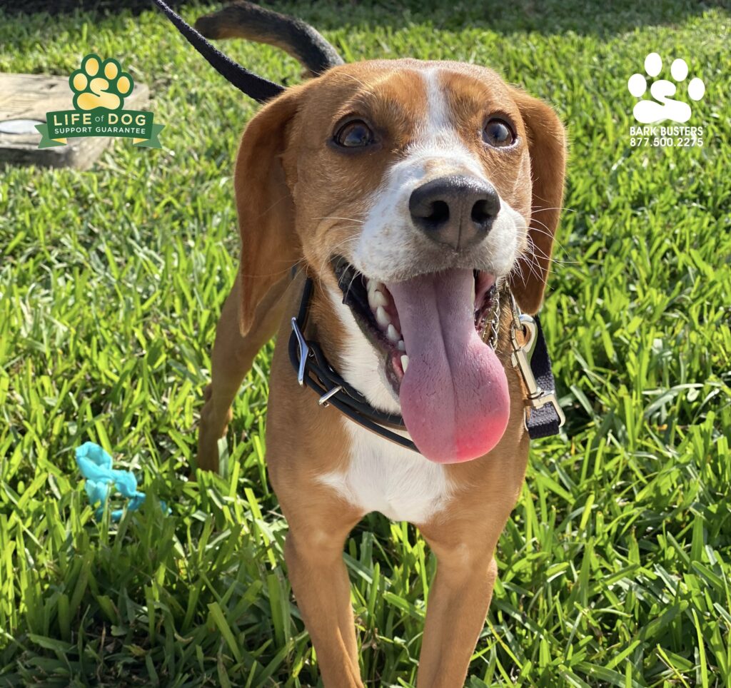 Charlie is a high energy amazing #beagle who needed help calming down insdie the home and on walks. #speakdogchangeyourlife #liveahappierlifetogetherwithyourdog #fortmyersk9 @fortmyersk9 fortmyersk9.com
