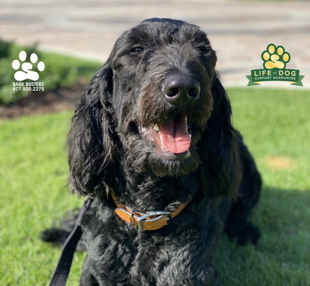 Uno is a one-of-a-kind #labradoodle recently rescued from an Orlando group. Crazy how such an amazing marshmallow of a dog would ever need to be rescued. His new parents are THRILLED with him and his new and improved manners! #speakdogchangeyourlife #liveahappierlifetogetherwithyourdog #fortmyersk9 @fortmyersk9 fortmyersk9.com