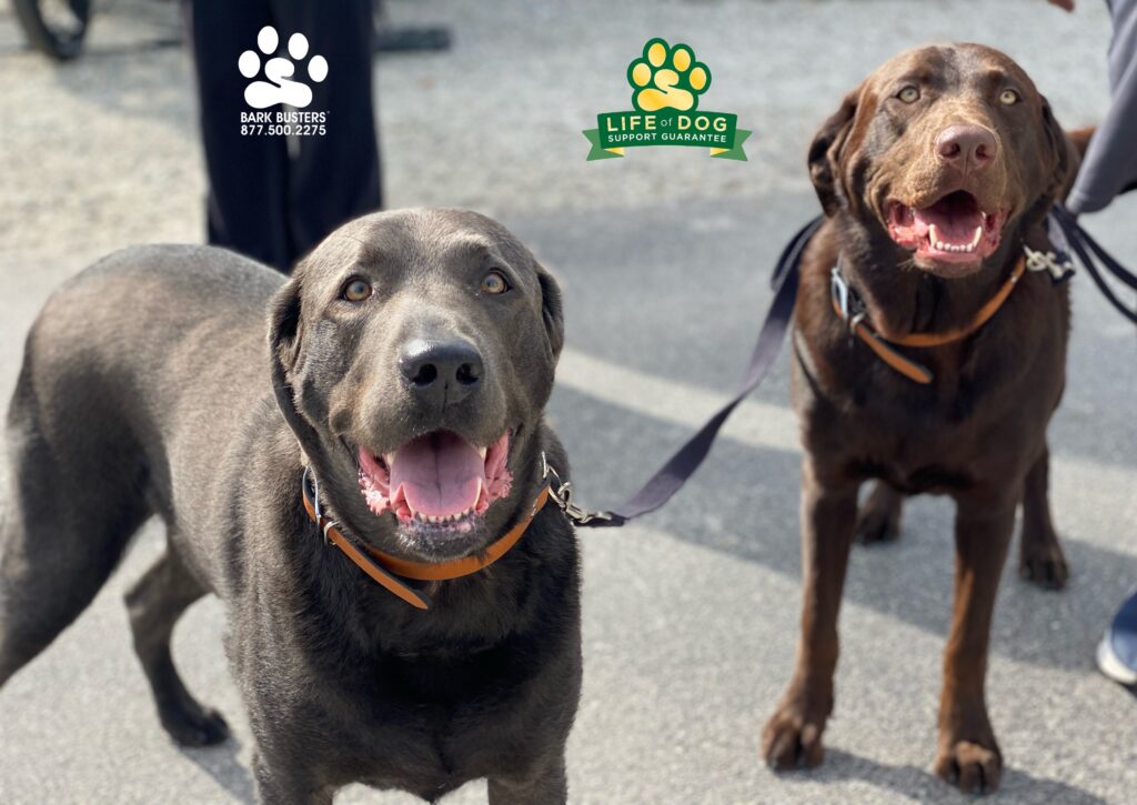 Cruise & Higgins #labradors #labradorretriever learned to be less anxious, more calm inside their home and on their walks. #speakdogchangeyourlife #liveahappierlifetogetherwithyourdog #fortmyersk9 @fortmyersk9 fortmyersk9.com