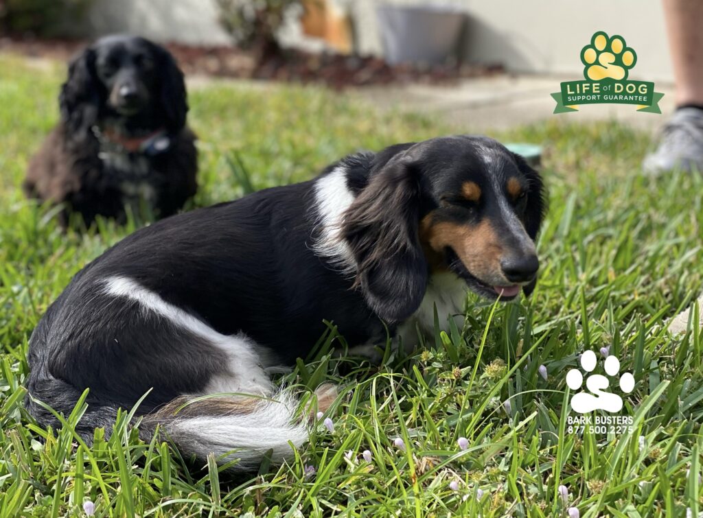 Cooper and Nikki #miniaturedachshund had a great lesson yesterday learning to just relax and not bark at the doorbell, the neighbors, the neighbor's dog, the neighbor's grass, air, clouds, etc... #liveahappierlifetogetherwithyourdog #speakdogchangeyourlife #fortmyersk9 Bark Busters Home Dog Training of Fort Myers fortmyersk9.com
