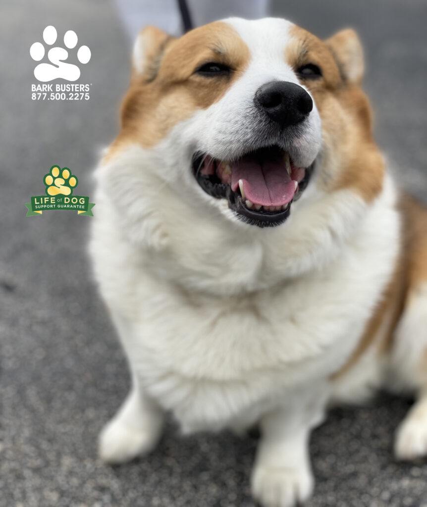 Hoagie and his brother (not pictured) were getting into a bit too much trouble with one another. Now, peace is being restored to the home. #speakdogchangeyourlife #liceahappierlifetogetherwithyourdog #corgi #fortmyersk9 @fortmyersk9 fortmyersk9.com