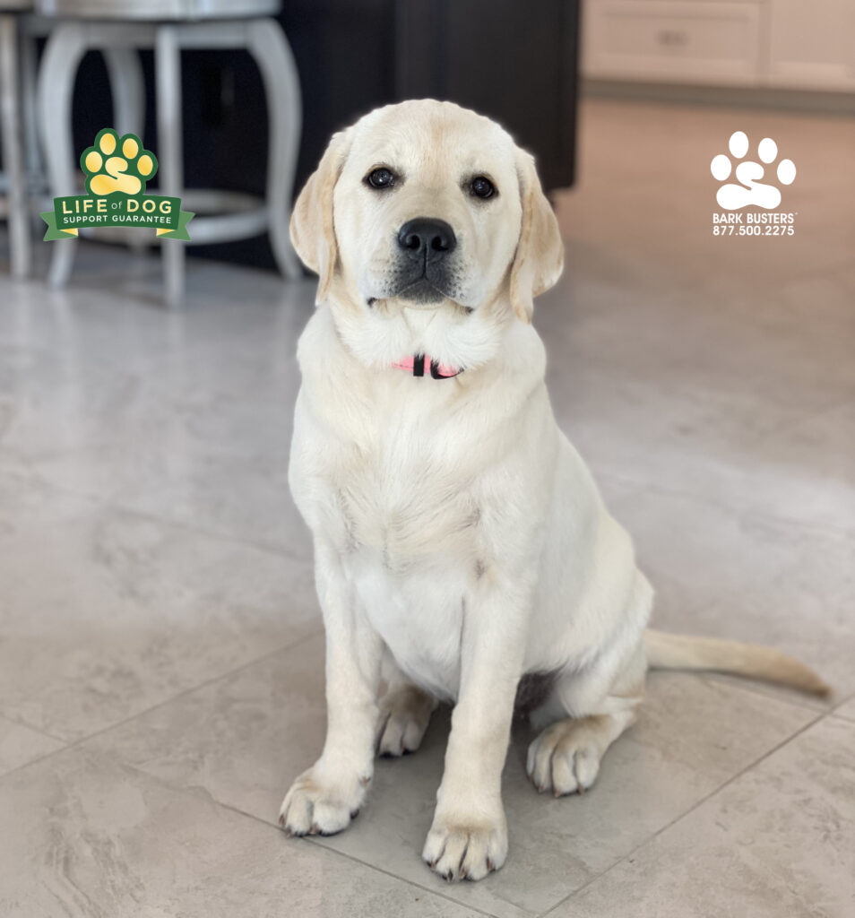 Kensi is an adorable #labpuppy who had a great lesson today. Her parents are thrilled with today's progress and said of our services it is "UN-BE-LIEV-ABLE!" #labtested #labrador #labradorretriever #speakdogchangeyourlife #liveahappierlifetogetherwithyourdog #fortmyersk9 @fortmyersk9 fortmyersk9.com