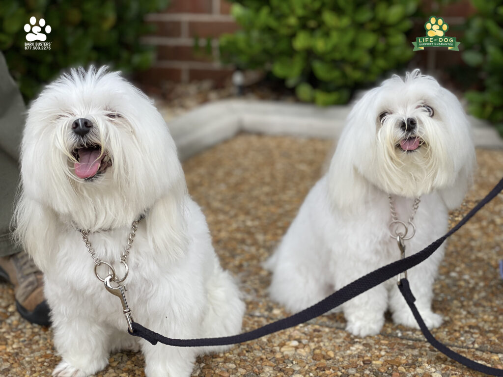 Way to go Dr. Kari Mann @karimanndentalstudio for keeping up with your homework and following the Green Zone Leaddership Recipe! FYI, this follow-up lesson was done at her office. Have dog, will travel. #speakdogchangeyourlife #liveahappierlifetogetherwithyourdog #fortmyersk9 @fortmyersk9 fortmyersk9.com