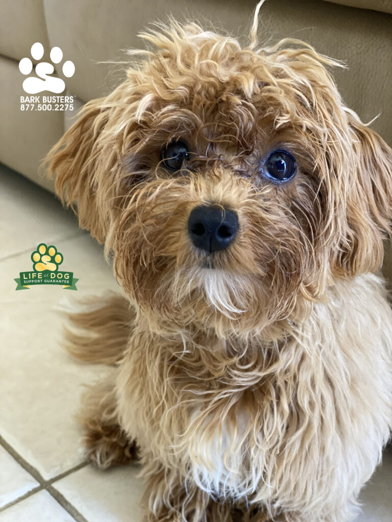 Mia is just a 5-month-old puppers but boy did she have her mom trained. Well, Momma Mia is now back in charge. #speakdogchangeyourlife #liveahappierlifetogetherwithyourdog #gulfharbour #fortmyersk9 #maltepoo #maltipoo @fortmyersk9 fortmyersk9.com