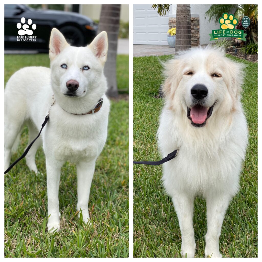 Martini and Jax had a great time today learning to be calm answering the front door, not being so clingy to their mom, and not treating cars, people, animals, and air as things to lunge at when on leash. #husky #greatpyrenees #separationanxiety #liveahappierlifetogetherwithyourdog #speakdogchangeyourlife #fortmyersk9 @fortmyersk9 fortmyersk9.com