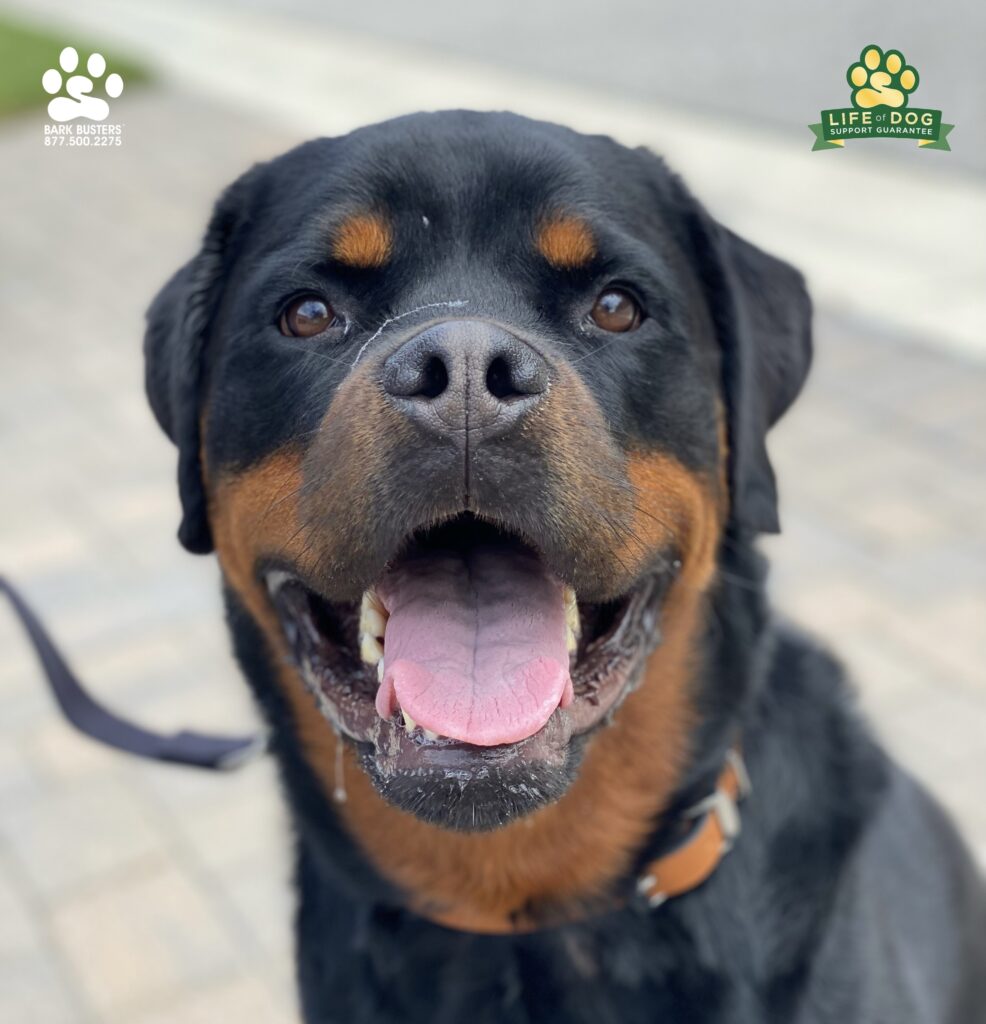 Oliver the #rottweiler had a wonderful lesson. He basically is a giant marshmallow who leanred better leash leash manners without a #prongcollar. #speakdogchangeyourlife #liveahappierlifetogetherwithyourdog #fortmyersk9 @fortmyersk9 fortmyersk9.com