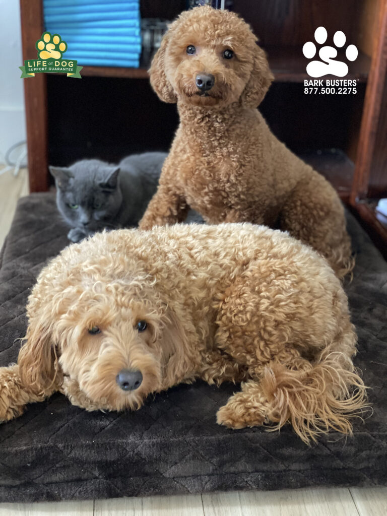 Ricky & Lucy #minigroodle #minigoldendoodle had a great time today learning to be calm. Mom is thrilled and Charlie the cat is chilled. #speakdogchangeyourlife #liveahappierlifetogetherwithyourdog #fortmyersk9 @fortmyersk9 fortmyersk9.com