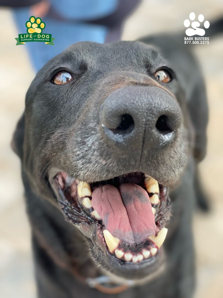 Kota #labmix #gsdmix had a great lesson today and was especially “amazing” learning to walk on a loose leash. #speakdogchangeyourlife #liveahappierlifetogetherwithyourdog #fortmyersk9 Bark Busters Home Dog Training of Fort Myers fortmyersk9.com