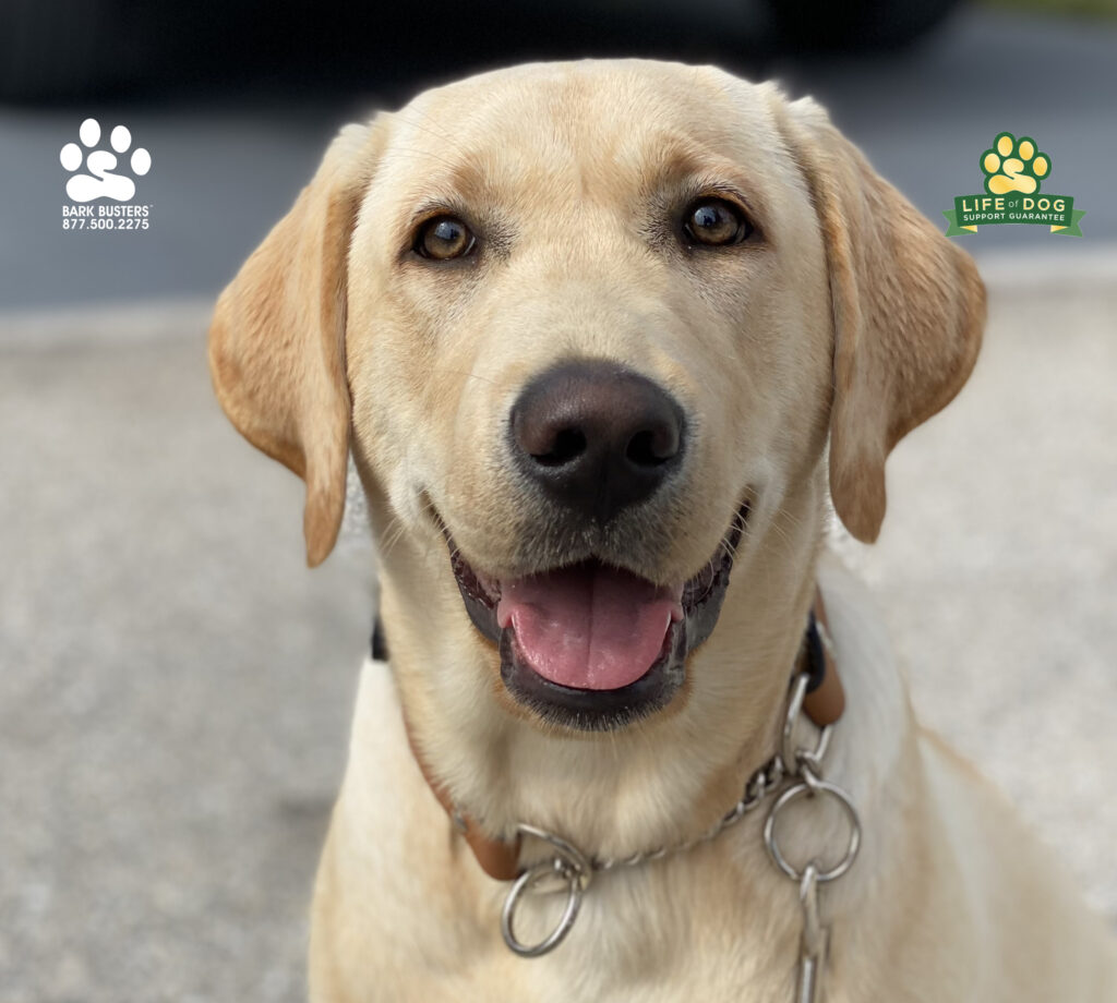 Vaiya is 7 months old and finally got her parents trained. No more crazy doorbell manners or jumping, twirling, and lunging on a leash. #speakdogchangeyourlife #liveahappierlifetogetherwithyourdog #fortmyersk9 @fortmyersk9 fortmyersk9.com