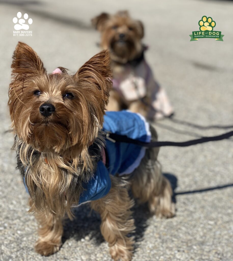 Willow normally takes a backseat to no one, but her sister, Daisy is someone. #speakdogchangeyourlife #fortmyersk9 #yorkie #yorkshireterrier #separationanxiety #liveahappierlifetogetherwithyourdog @fortmyersk9 fortmyersk9.com