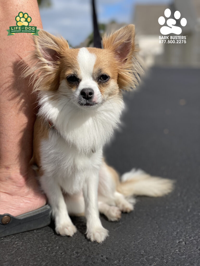 Kirby used to be a #sleddog, but is now a #chihuahua. #speakdogchangeyourlife #liveahappierlifetogetherwithyourdog #fortmyersk9 @fortmyersk9 fortmyersk9.com