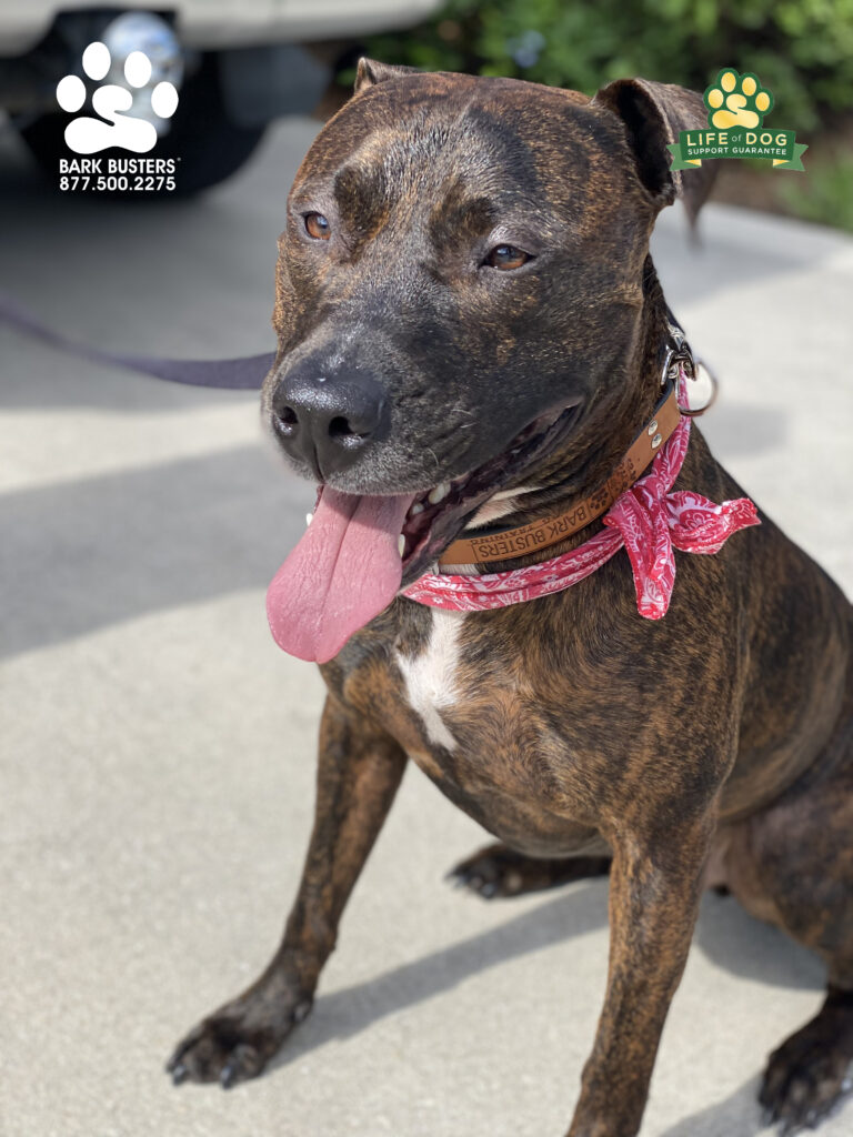 Bomber #boxermix CRUSHED his lesson today. He and his parents were AMAZING! #liveahappierlifetogetherwithyourdog #speakdogchangeyourlife #fortmyersk9 @fortmyersk9 fortmyersk9.com