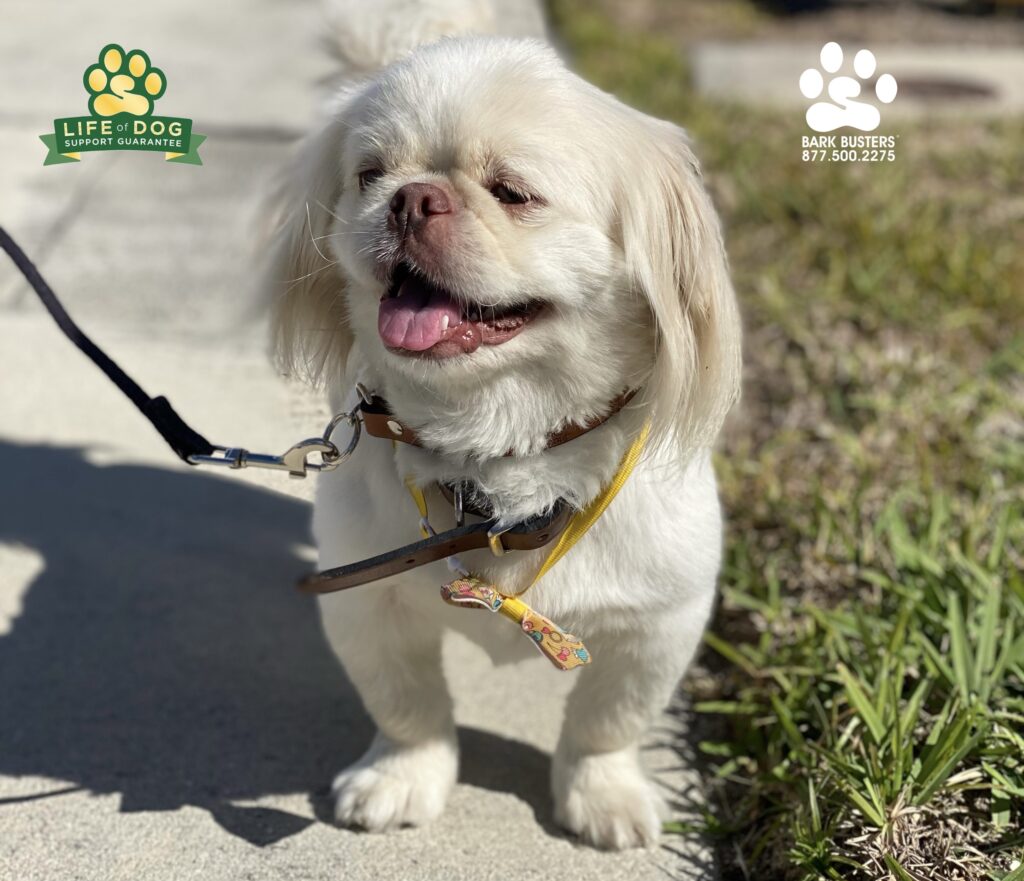 Nube #pekingese had a great lesson today. Calm inside the home and outside on the leash. #speakdogchangeyourlife #liveahappierlifetogetherwithyourdog #fortmyersk9 @fortmyersk9 fortmyersk9.com