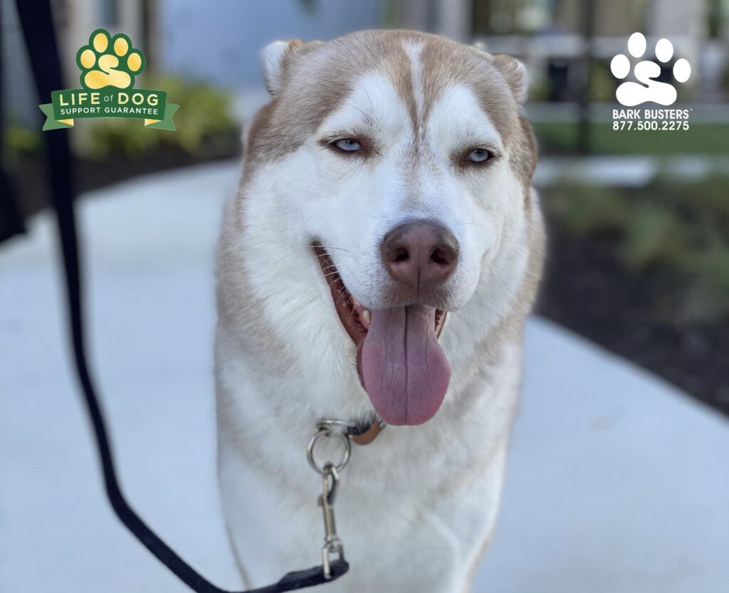 Loki a #husky is getting his #separationanxiety treated along with learning to walk on a loose leash, even to the dog park, without pulling or leading. #speakdogchangeyourlife #liveahappierlifetogetherwithyourdog #fortmyersk9 @fortmyersk9 fortmyersk9.com