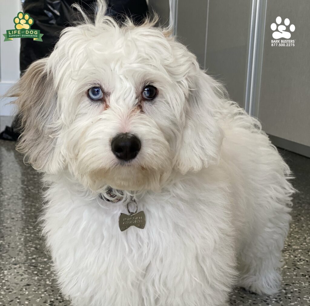 Popcorn responded in a "jiffy" once his parents started speaking dog! #liveahappierlifetogetherwithyourdog #speakdogchangeyourlife #fortmyersk9 Bark Busters Home Dog Training of Fort Myers fortmyersk9.com #bernedoodle