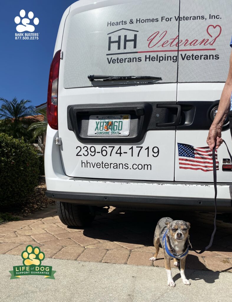 Pepper #chihuahua had a great lesson today letting go of his barking, lunging and loco behavior around other dogs, golf carts and doorbells. #liveahappierlifetogetherwithyourdog #speakdogchangeyourlife #fortmyersk9 @fortmyersk9 fortmyersk9.com