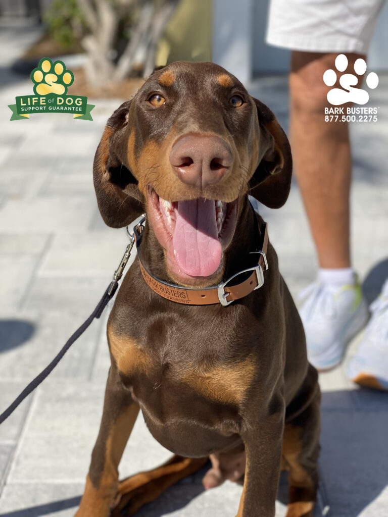 Laker, a handsome #doberman #dobermanpinscher puppers is living his best life now his parents are trained! #liveahappierlifetogetherwithyourdog #speakdogchangeyourlife #fortmyersk9 fortmyersk9.com @fortmyersk9