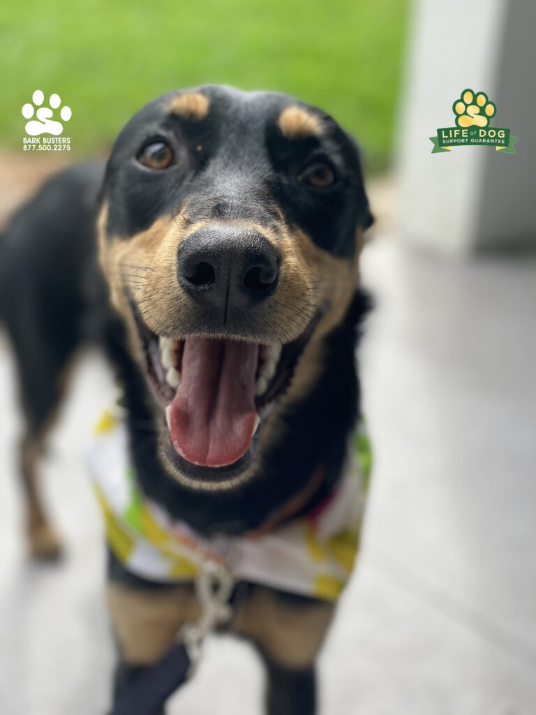Sailor #australiankelpiemix and her brother, not pictured, had a great lesson today learning to be calm at the front door and on the leash. #speakdogchangeyourlife #liveahappierlifetogetherwithyourdog #fortmyersk9 fortmyersk9.com