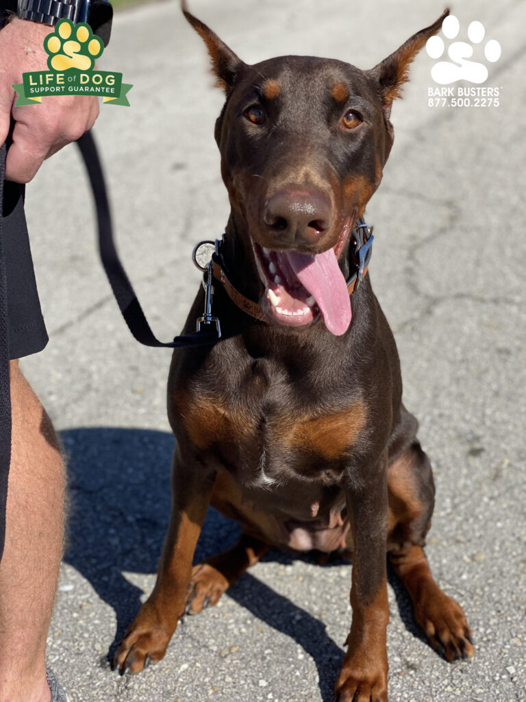 Cherry, a beautiful #doberman #dobermanpinscher is living her best life in her new home with new leaders! #liveahappierlifetogetherwithyourdog #speakdogchangeyourlife #fortmyersk9 fortmyersk9.com @fortmyersk9