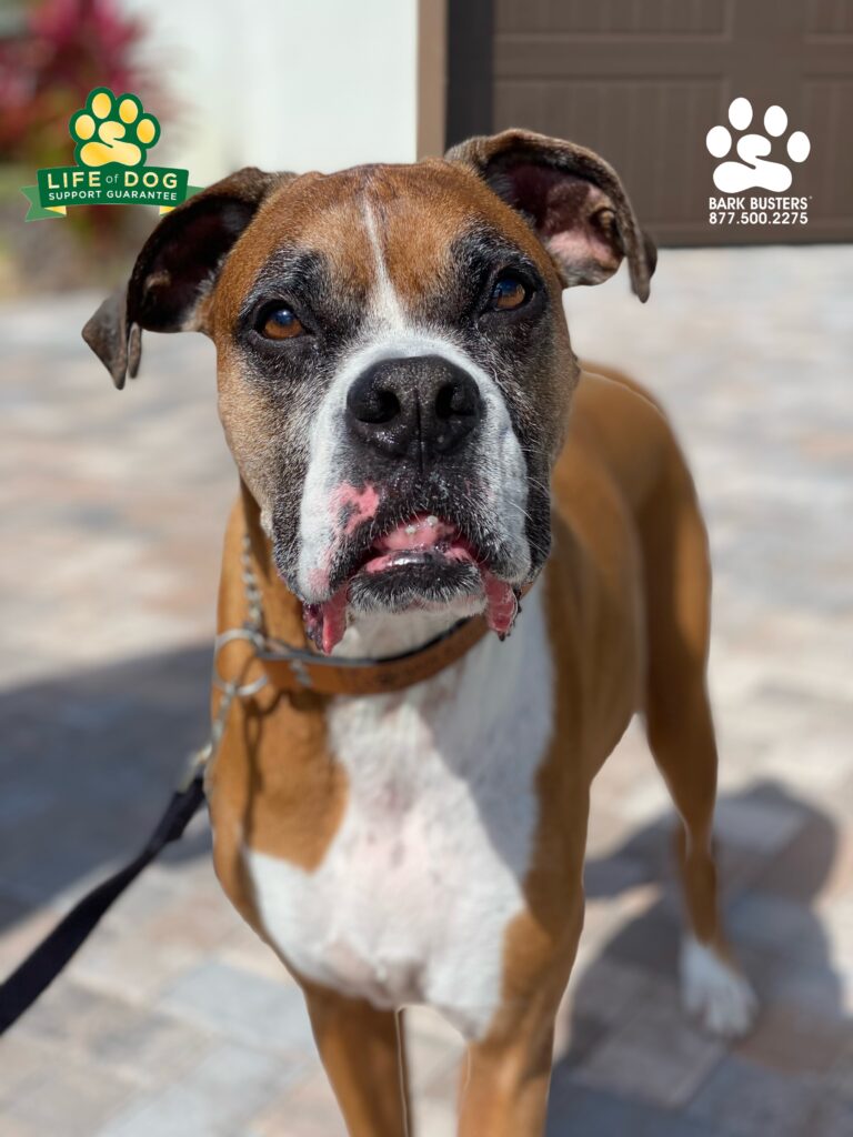 Buddy the #boxer and his brother Kylo the #goldenretriever (not pictured) needed some work on greeting people at the door and on leash. Done ✅ and done ✅! #speakdogchangeyourlife #liveahappierlifetogetherwithyourdog #fortmyersk9 @fortmyersk9 fortmyersk9.com