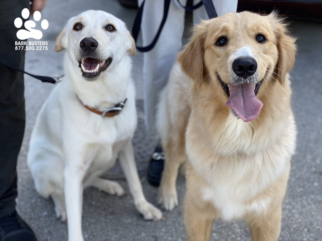 Harley and Riley Their faces say it all. Calm dogs, happy owners. #speakdogchangeyourlife #liveahappierlifetogetherwithyourdog #fortmyersk9 @fortmyersk9 fortmyersk9.com