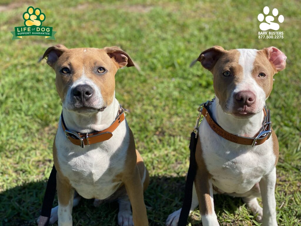 Storm & Sunny #siblings #pibble had a great lesson today learning to be calm when greeting people at the front door and learning to walk on a loose leash. #speakdogchangeyourlife #liveahappierlifetogetherwithyourdog #fortmyersk9 @fortmyersk9 fortmyersk9.com
