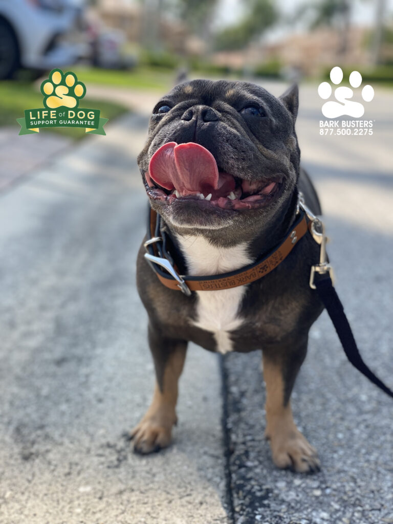 Vive la Paris! She had a great lesson and is loving her new, stress-free life. #speakdogchangeyourlife #liveahappierlifetogetherwithyourdog #fortmyersk9 #swflk9 #frenchie #frenchbulldog
