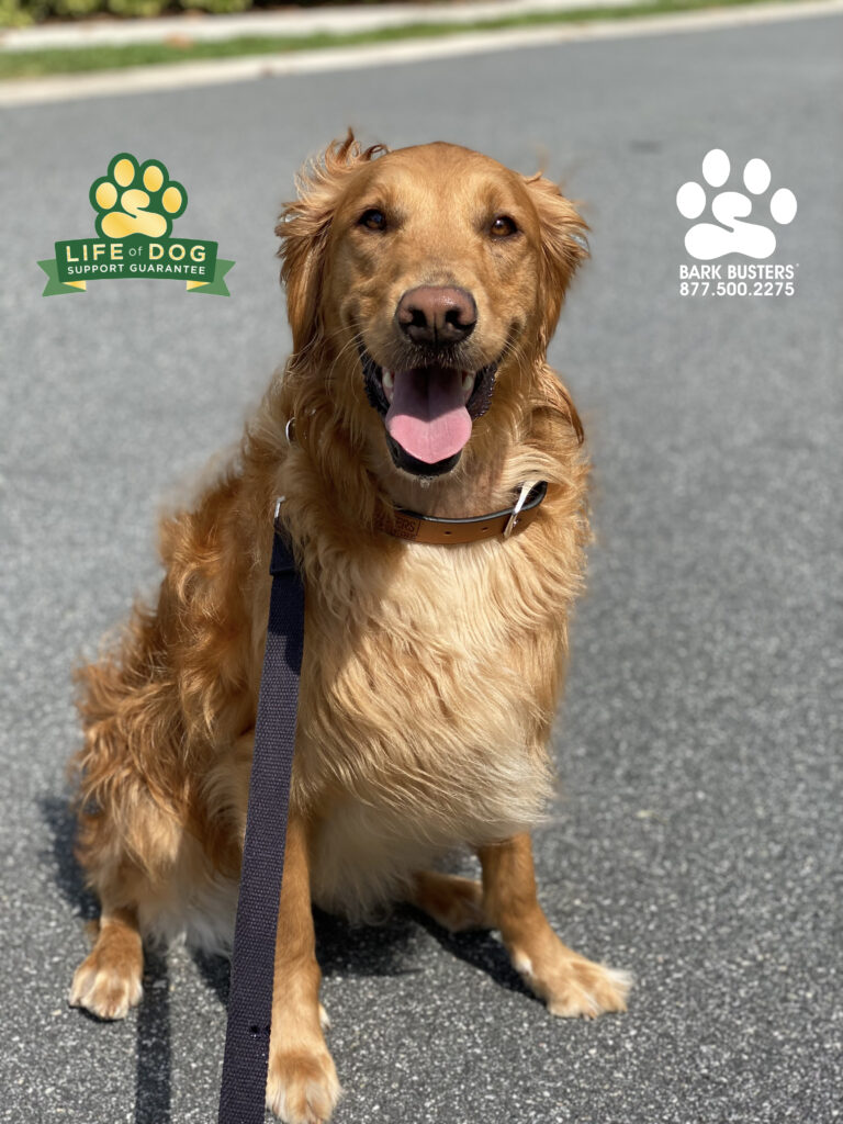 Winnie for the WIN! #speakdogchangeyourlife #liveahappierlifetogetherwithyourdog #golden #goldenretriever #fortmyersk9 #swflk9